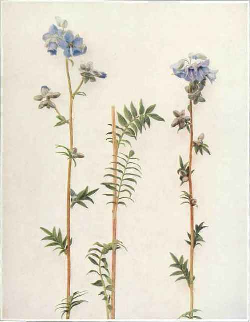 پولمونیوم ونبرانتیا - نردبان جاکوب